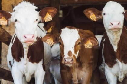 Agricultores brasileiros utilizando tecnologia para tokenizar vacas leiteiras.