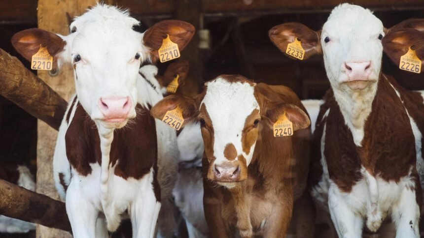 Agricultores brasileiros utilizando tecnologia para tokenizar vacas leiteiras.
